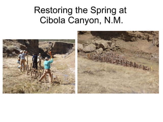 Restoring the Spring at  Cibola Canyon, N.M. 