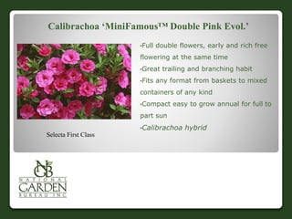 Calibrachoa ‘MiniFamous™ Double Pink Evol.’
•Full double flowers, early and rich free
flowering at the same time
•Great trailing and branching habit
•Fits any format from baskets to mixed
containers of any kind
•Compact easy to grow annual for full to
part sun
•Calibrachoa hybrid
Selecta First Class
 