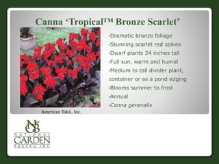 Canna ‘Tropical™ Bronze Scarlet’
•Dramatic bronze foliage
•Stunning scarlet red spikes
•Dwarf plants 24 inches tall
•Full sun, warm and humid
•Medium to tall divider plant,
container or as a pond edging
•Blooms summer to frost
•Annual
•Canna generalis
American Takii, Inc.
 