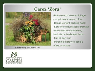 Carex ‘Zora’
•Butterscotch colored foliage
compliments many colors
•Dense upright arching habit
•Soft fine texture adds dramatic
movement to containers,
baskets or landscape beds
•Full to part sun
•Perennial hardy to zone 6
•Carex comans
Ernst Benary of America Inc.
 