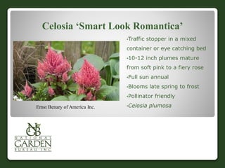 Celosia ‘Smart Look Romantica’
•Traffic stopper in a mixed
container or eye catching bed
•10-12 inch plumes mature
from soft pink to a fiery rose
•Full sun annual
•Blooms late spring to frost
•Pollinator friendly
•Celosia plumosaErnst Benary of America Inc.
 