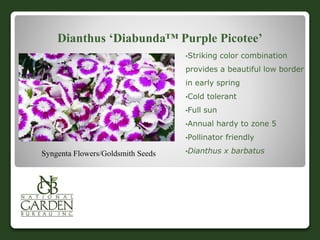 Dianthus ‘Diabunda™ Purple Picotee’
•Striking color combination
provides a beautiful low border
in early spring
•Cold tolerant
•Full sun
•Annual hardy to zone 5
•Pollinator friendly
•Dianthus x barbatusSyngenta Flowers/Goldsmith Seeds
 