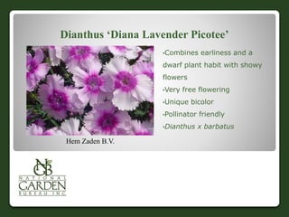 Dianthus ‘Diana Lavender Picotee’
•Combines earliness and a
dwarf plant habit with showy
flowers
•Very free flowering
•Unique bicolor
•Pollinator friendly
•Dianthus x barbatus
Hem Zaden B.V.
 