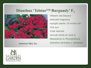 Dianthus ‘Telstar™ Burgundy’ F1
•Vibrant red blooms
•Delicate fragrance
•Upright plants 10 inches tall
•Full sun
•Cold tolerant
•Annual hardy to zone 6
•Resistance to Phytophthora
•Dianthus barbatus x chinensisAmerican Takii, Inc.
 