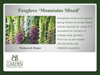 Foxglove ‘Mountains Mixed’
Gorgeous mixture of upward
facing flowers & sturdy stems
Hardy biennial for zones 4-8
Excellent for borders or
cottage style gardens
Full sun or part shade
36-56 inches tall
Digitalis purpureaThompson & Morgan
 