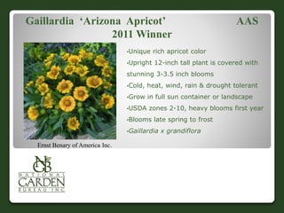 Gaillardia ‘Arizona Apricot’ AAS
2011 Winner
•Unique rich apricot color
•Upright 12-inch tall plant is covered with
stunning 3-3.5 inch blooms
•Cold, heat, wind, rain & drought tolerant
•Grow in full sun container or landscape
•USDA zones 2-10, heavy blooms first year
•Blooms late spring to frost
•Gaillardia x grandiflora
Ernst Benary of America Inc.
 