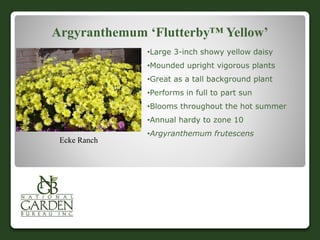 Argyranthemum ‘Flutterby™ Yellow’
Ecke Ranch
•Large 3-inch showy yellow daisy
•Mounded upright vigorous plants
•Great as a tall background plant
•Performs in full to part sun
•Blooms throughout the hot summer
•Annual hardy to zone 10
•Argyranthemum frutescens
 
