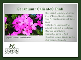 Geranium ‘Caliente® Pink’
•New class of geraniums which is a
cross of Ivy and Zonal geraniums
•Bred for heat tolerance and vibrant
colors
•Brilliant pink blooms contrast
strikingly with dark green foliage
•Mounded upright plant
•Blooms late spring to frost
•Container, hanging basket, garden
•Pelargonium interspecfic
Syngenta Flowers/Goldsmith Seeds
 