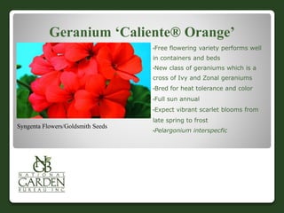 Geranium ‘Caliente® Orange’
•Free flowering variety performs well
in containers and beds
•New class of geraniums which is a
cross of Ivy and Zonal geraniums
•Bred for heat tolerance and color
•Full sun annual
•Expect vibrant scarlet blooms from
late spring to frost
•Pelargonium interspecfic
Syngenta Flowers/Goldsmith Seeds
 