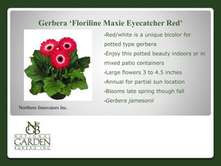 Gerbera ‘Floriline Maxie Eyecatcher Red’
•Red/white is a unique bicolor for
potted type gerbera
•Enjoy this potted beauty indoors or in
mixed patio containers
•Large flowers 3 to 4.5 inches
•Annual for partial sun location
•Blooms late spring though fall
•Gerbera jamesonii
Northern Innovators Inc.
 