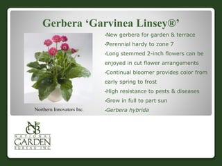 Gerbera ‘Garvinea Linsey®’
•New gerbera for garden & terrace
•Perennial hardy to zone 7
•Long stemmed 2-inch flowers can be
enjoyed in cut flower arrangements
•Continual bloomer provides color from
early spring to frost
•High resistance to pests & diseases
•Grow in full to part sun
•Gerbera hybridaNorthern Innovators Inc.
 
