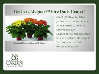 Gerbera ‘Jaguar™ Fire Dark Center’
•Great gift item, tabletop
garden, or in patio container
•Annual hardy to zone 11
•Grow in full sun
•Shades of fire blooms with a
dark eye will provide delight
from summer to frost
•Gerbera jamesonii
Syngenta Flowers/Goldsmith Seeds
 