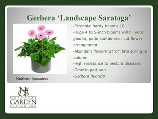 Gerbera ‘Landscape Saratoga’
•Perennial hardy to zone 10
•Huge 4 to 5-inch blooms will fill your
garden, patio container or cut flower
arrangement
•Abundant flowering from late spring to
autumn
•High resistance to pests & diseases
•Grow in part sun
•Gerbera hybrida
Northern Innovators
 