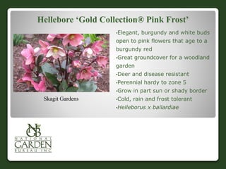 Hellebore ‘Gold Collection® Pink Frost’
•Elegant, burgundy and white buds
open to pink flowers that age to a
burgundy red
•Great groundcover for a woodland
garden
•Deer and disease resistant
•Perennial hardy to zone 5
•Grow in part sun or shady border
•Cold, rain and frost tolerant
•Helleborus x ballardiae
Skagit Gardens
 