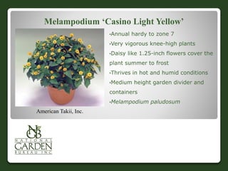 Melampodium ‘Casino Light Yellow’
•Annual hardy to zone 7
•Very vigorous knee-high plants
•Daisy like 1.25-inch flowers cover the
plant summer to frost
•Thrives in hot and humid conditions
•Medium height garden divider and
containers
•Melampodium paludosum
American Takii, Inc.
 