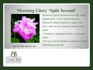 Morning Glory ‘Split Second’
•Stunning peony flower form with huge
powderpuff 2-inch double blooms
•Blend of softest pastel to deep rosy-
pink, with no two flowers looking just
alike!
• Container, hanging basket, or ground
cover
•Full sun annual blooms summer to frost
•Ipomoea purpurea
Geo. W. Park Seed Co., Inc.
 