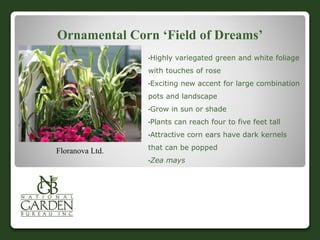 Ornamental Corn ‘Field of Dreams’
•Highly variegated green and white foliage
with touches of rose
•Exciting new accent for large combination
pots and landscape
•Grow in sun or shade
•Plants can reach four to five feet tall
•Attractive corn ears have dark kernels
that can be popped
•Zea mays
Floranova Ltd.
 