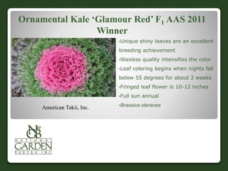 Ornamental Kale ‘Glamour Red’ F1 AAS 2011
Winner
•Unique shiny leaves are an excellent
breeding achievement
•Waxless quality intensifies the color
•Leaf coloring begins when nights fall
below 55 degrees for about 2 weeks
•Fringed leaf flower is 10-12 inches
•Full sun annual
•Brassica oleraceaAmerican Takii, Inc.
 