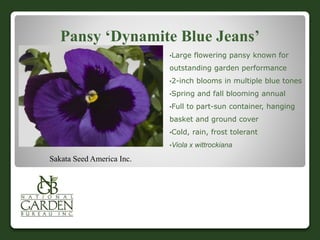 Pansy ‘Dynamite Blue Jeans’
•Large flowering pansy known for
outstanding garden performance
•2-inch blooms in multiple blue tones
•Spring and fall blooming annual
•Full to part-sun container, hanging
basket and ground cover
•Cold, rain, frost tolerant
•Viola x wittrockiana
Sakata Seed America Inc.
 
