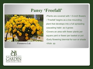 Pansy ‘Freefall’
•Plants are covered with 1.5-inch flowers
• ‘Freefall’ begins as a low mounding
plant that develops into a full spreading
cascading habit as it grows
•Covers an area with fewer plants per
square yard or fewer per basket or pot
•Early flowering biennial for sun or shade
•Viola sp.Floranova Ltd.
 