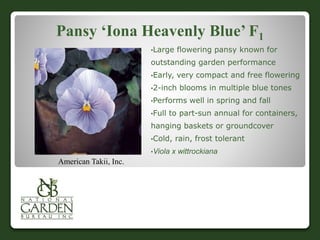 Pansy ‘Iona Heavenly Blue’ F1
•Large flowering pansy known for
outstanding garden performance
•Early, very compact and free flowering
•2-inch blooms in multiple blue tones
•Performs well in spring and fall
•Full to part-sun annual for containers,
hanging baskets or groundcover
•Cold, rain, frost tolerant
•Viola x wittrockiana
American Takii, Inc.
 