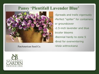 Pansy ‘Plentifall Lavender Blue’
•Spreads and trails vigorously
•Perfect “spiller” for containers
or groundcover
•2.5-inch lavender and blue
bicolor blooms
•Biennial hardy to zone 5
•Bred for overwintering
•Viola wittrockianaPanAmerican Seed Co.
 