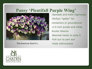 Pansy ‘Plentifall Purple Wing’
•Spreads and trails vigorously
•Perfect “spiller” for
containers or groundcover
•2.5-inch purple and white
bicolor blooms
•Biennial hardy to zone 5
•Full sun to part sun
•Viola wittrockianaPanAmerican Seed Co.
 