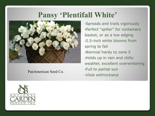 Pansy ‘Plentifall White’
•Spreads and trails vigorously
•Perfect “spiller” for containers
basket, or as a low edging
•2.5-inch white blooms from
spring to fall
•Biennial hardy to zone 5
•Holds up in rain and chilly
weather, excellent overwintering
•Full to partial sun
•Viola wittrockiana
PanAmerican Seed Co.
 