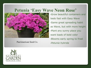 Petunia ‘Easy Wave Neon Rose’
•Grow beautiful containers and
beds fast with Easy Wave
•Same great spreading habit
as Wave, but with more height
•Plant any sunny place you
want loads of bold color
•Blooms early spring to frost
•Petunia hybridaPanAmerican Seed Co.
 