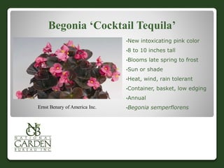Begonia ‘Cocktail Tequila’
•New intoxicating pink color
•8 to 10 inches tall
•Blooms late spring to frost
•Sun or shade
•Heat, wind, rain tolerant
•Container, basket, low edging
•Annual
•Begonia semperflorensErnst Benary of America Inc.
 