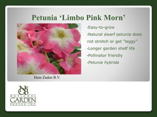 Petunia ‘Limbo Pink Morn’
•Easy-to-grow
•Natural dwarf petunia does
not stretch or get “leggy”
•Longer garden shelf life
•Pollinator friendly
•Petunia hybrida
Hem Zaden B.V.
 
