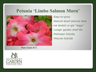 Petunia ‘Limbo Salmon Morn’
•Easy-to-grow
•Natural dwarf petunia does
not stretch or get “leggy”
•Longer garden shelf life
•Pollinator friendly
•Petunia hybrida
Hem Zaden B.V.
 
