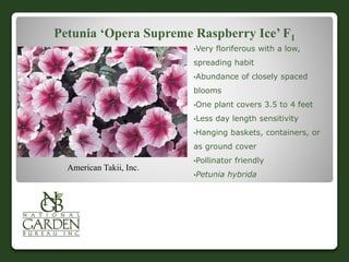 Petunia ‘Opera Supreme Raspberry Ice’ F1
•Very floriferous with a low,
spreading habit
•Abundance of closely spaced
blooms
•One plant covers 3.5 to 4 feet
•Less day length sensitivity
•Hanging baskets, containers, or
as ground cover
•Pollinator friendly
•Petunia hybrida
American Takii, Inc.
 