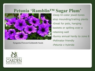 Petunia ‘Ramblin™ Sugar Plum’
•Deep tri-color jewel-tones
atop mounding/trailing plants
•Great for pots, hanging
baskets or spilling over a
retaining wall
•Sunny annual hardy to zone 8
•Pollinator friendly
•Petunia x hybrida
Syngenta Flowers/Goldsmith Seeds
 