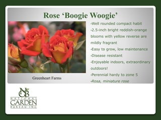 Rose ‘Boogie Woogie’
•Well rounded compact habit
•2.5-inch bright reddish-orange
blooms with yellow reverse are
mildly fragrant
•Easy to grow, low maintenance
•Disease resistant
•Enjoyable indoors, extraordinary
outdoors!
•Perennial hardy to zone 5
•Rosa, miniature rose
Greenheart Farms
 