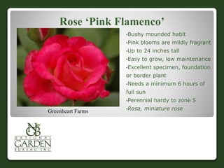 Rose ‘Pink Flamenco’
•Bushy mounded habit
•Pink blooms are mildly fragrant
•Up to 24 inches tall
•Easy to grow, low maintenance
•Excellent specimen, foundation
or border plant
•Needs a minimum 6 hours of
full sun
•Perennial hardy to zone 5
•Rosa, miniature roseGreenheart Farms
 