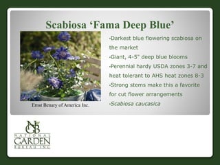 Scabiosa ‘Fama Deep Blue’
•Darkest blue flowering scabiosa on
the market
•Giant, 4-5" deep blue blooms
•Perennial hardy USDA zones 3-7 and
heat tolerant to AHS heat zones 8-3
•Strong stems make this a favorite
for cut flower arrangements
•Scabiosa caucasicaErnst Benary of America Inc.
 