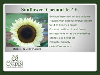 Sunflower ‘Coconut Ice’ F1
•Extraordinary new white sunflower
•Flowers with coconut brown centers
are 4 to 8 inches across
•Dynamic addition to cut flower
arrangements or as an everlasting
•Stands 5 to 6 feet tall
•Pollinator friendly
•Helianthus annuus
Burpee/The Cook’s Garden
 