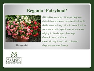Begonia ‘Fairyland’
•Attractive compact fibrous begonia
•1-inch blooms are consistently double
•Adds season long color to combination
pots, as a patio specimen, or as a low
edging in landscape plantings
•Grow in sun or shade
•Heat, drought and rain tolerant
•Begonia semperflorensFloranova Ltd.
 