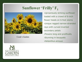 Sunflower ‘Frilly’ F1
•Uproariously striking sunflower
loaded with a crowd of 6-inch
flower heads on 6-foot stems
•Unique ragged narrow-stranded
rays with curved inverted
secondary petals
•Flowers long and prolifically
•Stunning in bouquets
•Helianthus annuus
Cook’s Garden
 