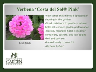 Verbena ‘Costa del Sol® Pink’
•New series that makes a spectacular
showing in the garden
•Good resistance to powdery mildew
helps all summer garden performance
•Trailing, mounded habit is ideal for
containers, baskets, and low edging
•Full and part sun
•Annual hardy to zone 11
•Verbena hybrid
Ecke Ranch
 
