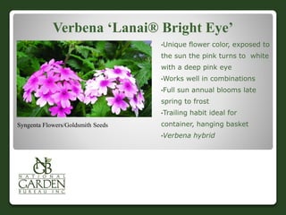 Verbena ‘Lanai® Bright Eye’
•Unique flower color, exposed to
the sun the pink turns to white
with a deep pink eye
•Works well in combinations
•Full sun annual blooms late
spring to frost
•Trailing habit ideal for
container, hanging basket
•Verbena hybrid
Syngenta Flowers/Goldsmith Seeds
 