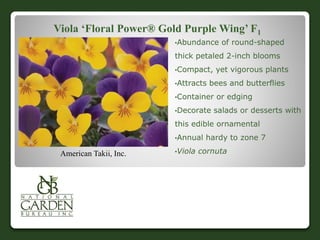 Viola ‘Floral Power® Gold Purple Wing’ F1
•Abundance of round-shaped
thick petaled 2-inch blooms
•Compact, yet vigorous plants
•Attracts bees and butterflies
•Container or edging
•Decorate salads or desserts with
this edible ornamental
•Annual hardy to zone 7
•Viola cornutaAmerican Takii, Inc.
 