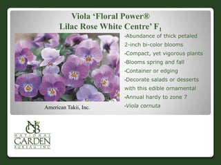 Viola ‘Floral Power®
Lilac Rose White Centre’ F1
•Abundance of thick petaled
2-inch bi-color blooms
•Compact, yet vigorous plants
•Blooms spring and fall
•Container or edging
•Decorate salads or desserts
with this edible ornamental
•Annual hardy to zone 7
•Viola cornutaAmerican Takii, Inc.
 