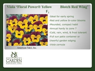 Viola ‘Floral Power® Yellow Blotch Red Wing’
F1
•Ideal for early spring
•Red and yellow bi-color blooms
•Mounded, compact habit
•Annual hardy to zone 7
•Cold, rain, wind, & frost tolerant
•Full sun patio container or
cheerful garden edging
•Viola cornuta
American Takii, Inc.
 
