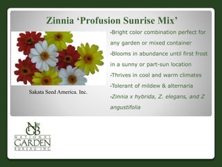 Zinnia ‘Profusion Sunrise Mix’
•Bright color combination perfect for
any garden or mixed container
•Blooms in abundance until first frost
in a sunny or part-sun location
•Thrives in cool and warm climates
•Tolerant of mildew & alternaria
•Zinnia x hybrida, Z. elegans, and Z
angustifolia
Sakata Seed America. Inc.
 
