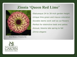Zinnia ‘Queen Red Lime’
•Statuesque 24 to 30-inch garden height
•Unique lime green and mauve coloration
•Durable stems work well as cut flowers
•Perfect for distinctive beds and patios
•Annual, blooms late spring to fall
•Zinnia elegans
Ernst Benary of America Inc.
 
