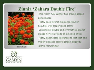 Harris Seeds
Zinnia ‘Zahara Double Fire’
•This recent AAS Winner has proven garden
performance
•Highly basal-branching plants result in
beautiful well proportioned plants
•Consistently double and symmetrical scarlet-
orange flowers provide an amazing effect
•Highly dependable tolerances to leaf spot and
mildew diseases assure garden longevity
•Zinnia marylandica
 