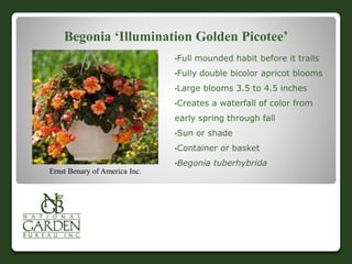 Begonia ‘Illumination Golden Picotee’
•Full mounded habit before it trails
•Fully double bicolor apricot blooms
•Large blooms 3.5 to 4.5 inches
•Creates a waterfall of color from
early spring through fall
•Sun or shade
•Container or basket
•Begonia tuberhybrida
Ernst Benary of America Inc.
 