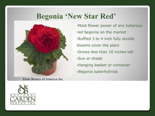 Begonia ‘New Star Red’
•Most flower power of any tuberous
red begonia on the market
•Ruffled 3 to 4 inch fully double
blooms cover the plant
•Grows less than 10 inches tall
•Sun or shade
•Hanging basket or container
•Begonia tuberhybrida
Ernst Benary of America Inc.
 
